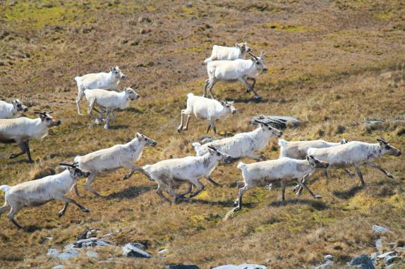 Renas galopam pelos gramados de Ocean Harbour, na Geórgia do Sul